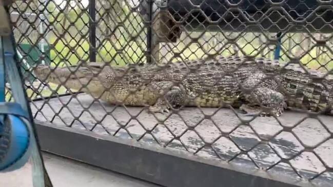 Huge Queensland crocodile captured after 'showing no fear'