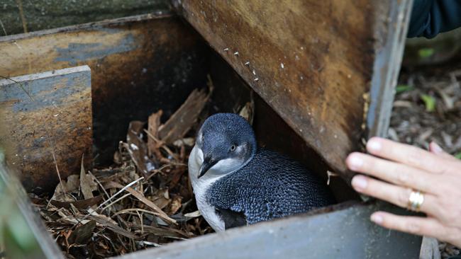 One of the penguins at Store Beach. Picture: Adam Yip