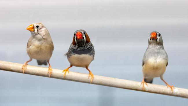 A threatened bird may need to be found living along the route of Cross River Rail.