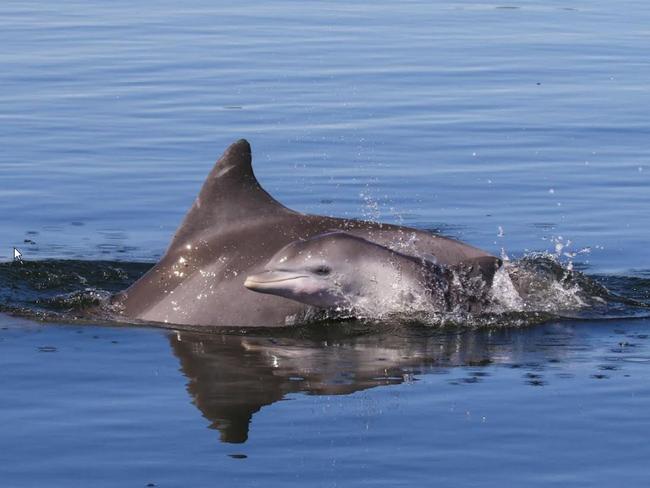 Port River dolphin Sparkle and Ruby. PICTURE: MARIANNA BOORMAN