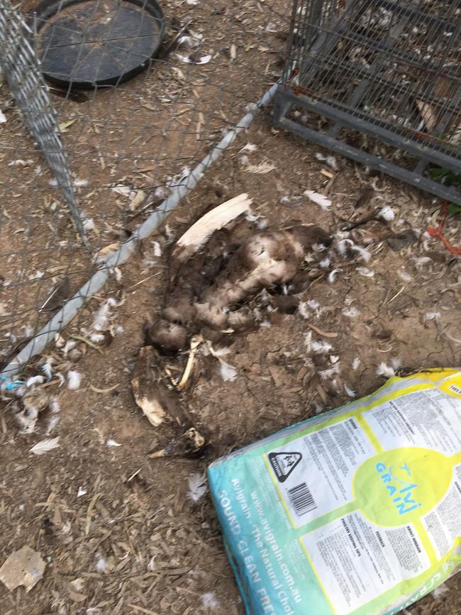 A dead animal found on the Mount Mort property.