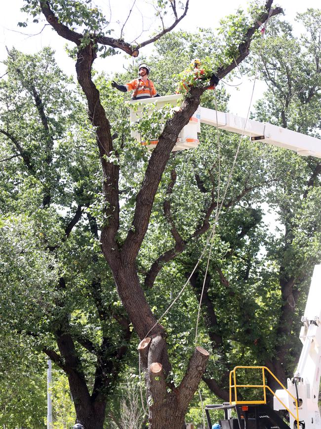 There was a community protest against the felling of the trees. Picture: Alex Coppel.