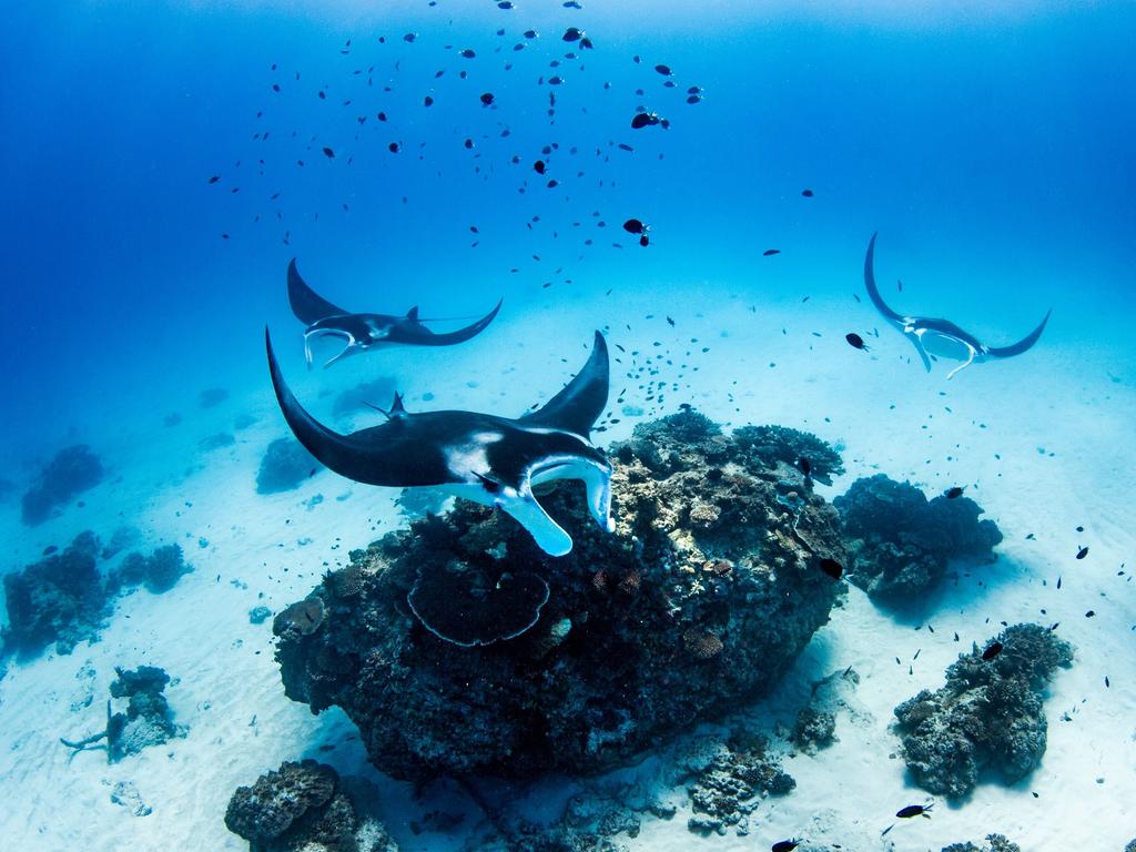 Manta rays off Lady Elliot Island Eco Resort.