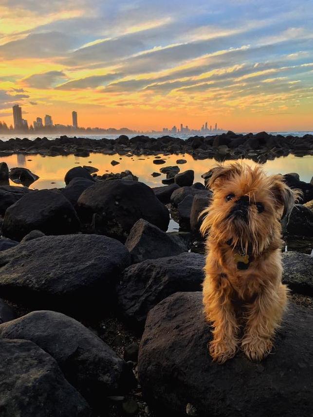 Vanessa Johnston’s dog Louis loves nothing more than watching the sunset from the rocks at Burleigh Heads. Louis is “adorable” and sort of looks like a very cute Ewok.