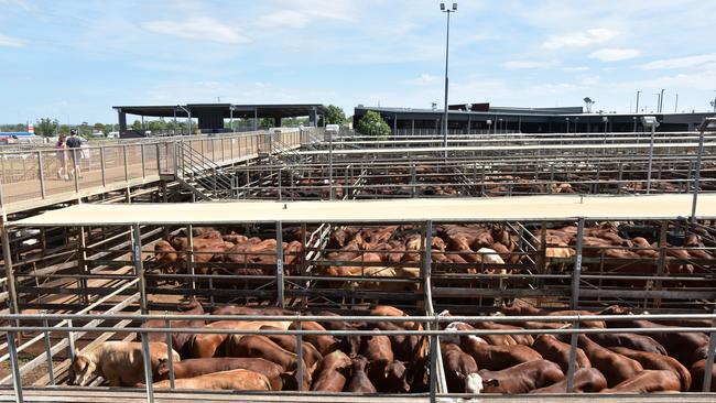 The Roma Saleyards is the largest cattle selling centre in Australia. Photo: Jacklyn O'Brien.