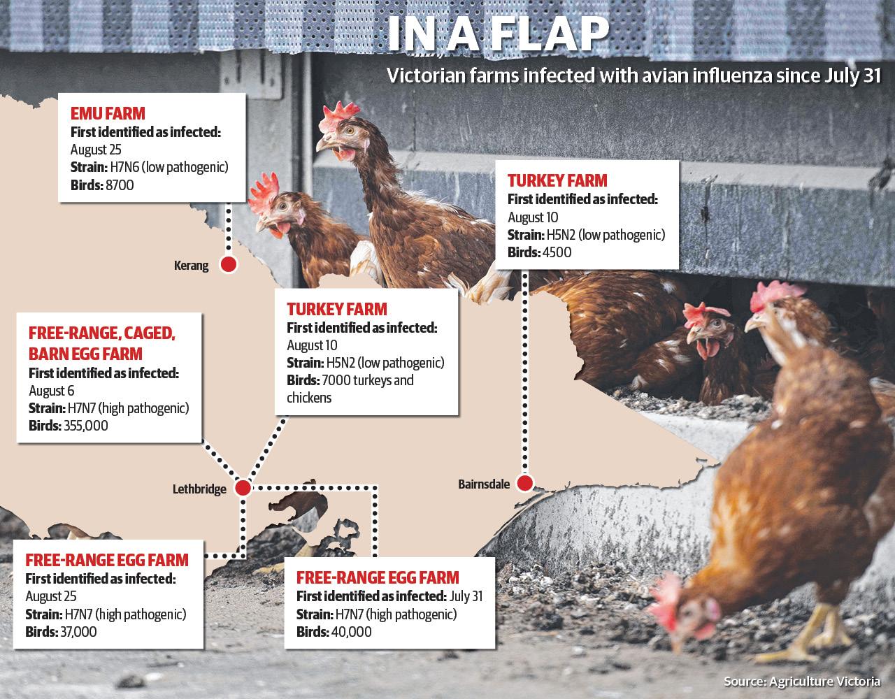 Avian Influenza Victoria: Timeline Of Bird Flu Outbreak And Response ...