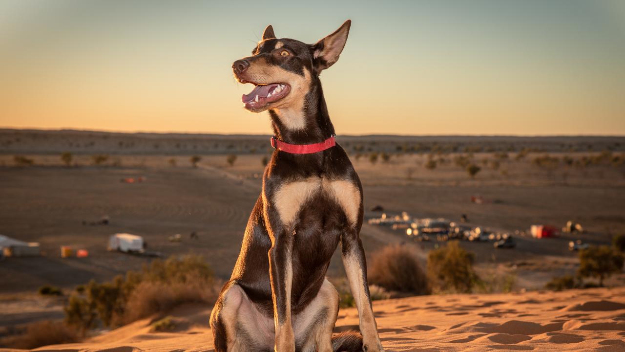 Birdsville Big Red Bash is a dog-friendly music festival | The Courier Mail