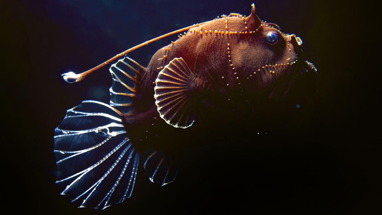 Scientists study transparent teeth of deep-sea predator dragonfish ...