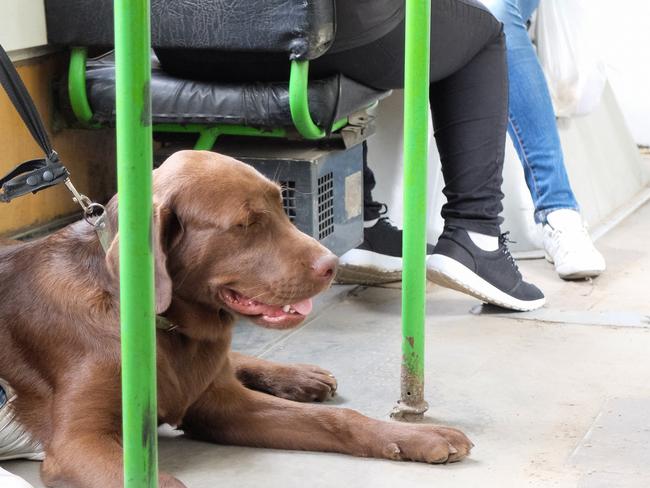 Labrador retriever in public transport