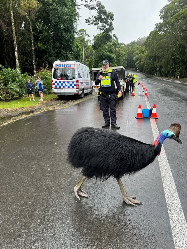 Highway Patrol officers were conducting Breath & Drug Tests at the top of the Kuranda Range on May 13, when this very 'unique' vehicle pulled in... 👀. Picture: QPS.
