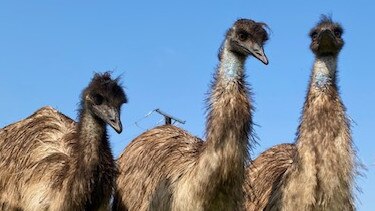 Berry Springs Tavern's emus have laid eggs for the first time, but the young male emu was not ready to lay on them to incubate them. The eggs were given away to local businesses for animal enrichment. Picture: Daniel Woodall