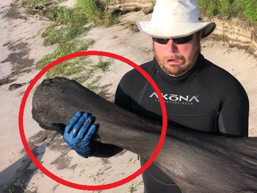 Florida scuba divers discover 50-pound Ice Age mammoth bone in river