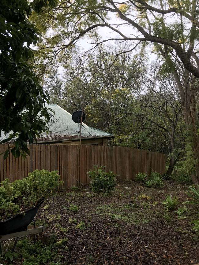 Flying foxes in Gympie