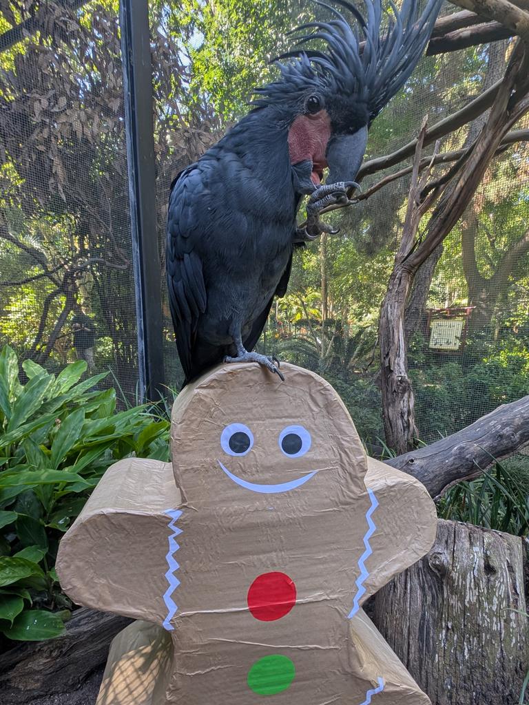 The Palm Cockatoo and their gingerbread present. Picture: ZoosSA