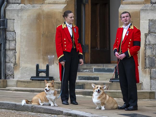 The Queen’s royal Corgis, Muick and Sandy, watch as the Queen’s coffin passes. Picture: Getty Images