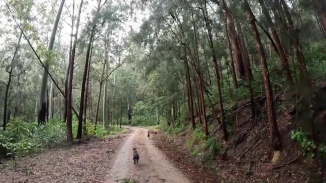 The top 10 pig hunters of Queensland