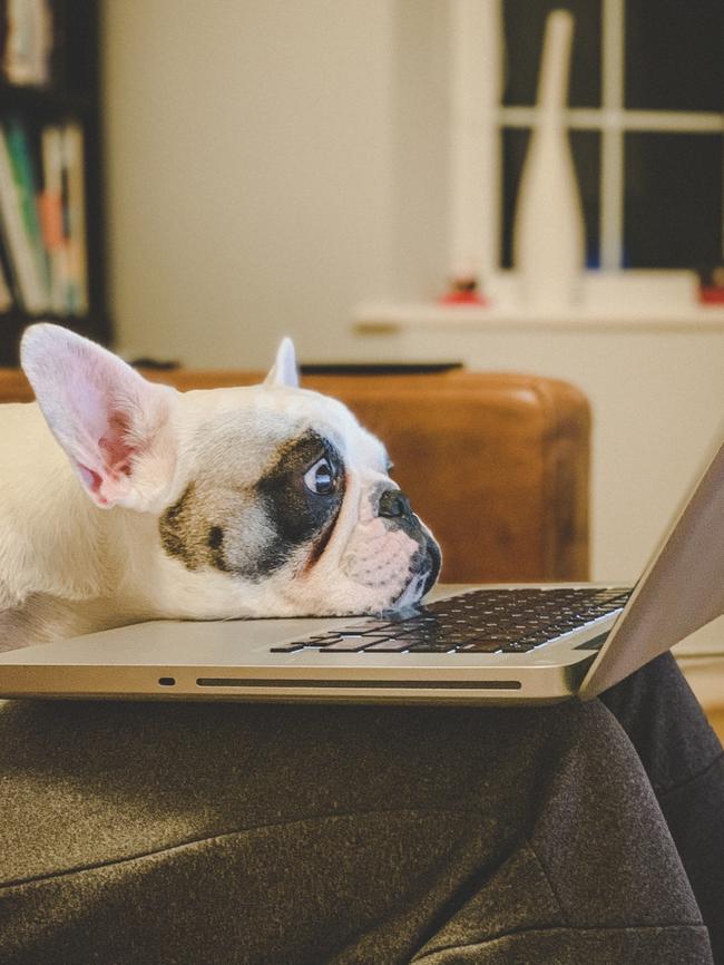 Sometimes dogs can get in the way! Picture: istock