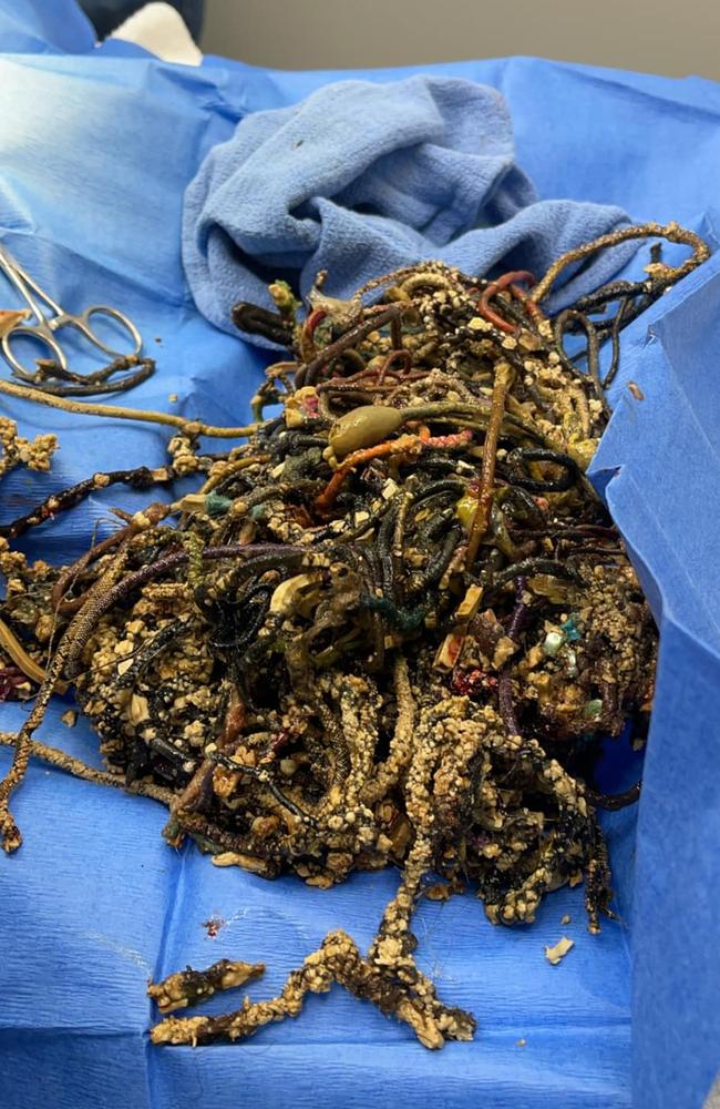 This huge mass of hair ties was pulled from a poodle’s stomach. Picture: Facebook