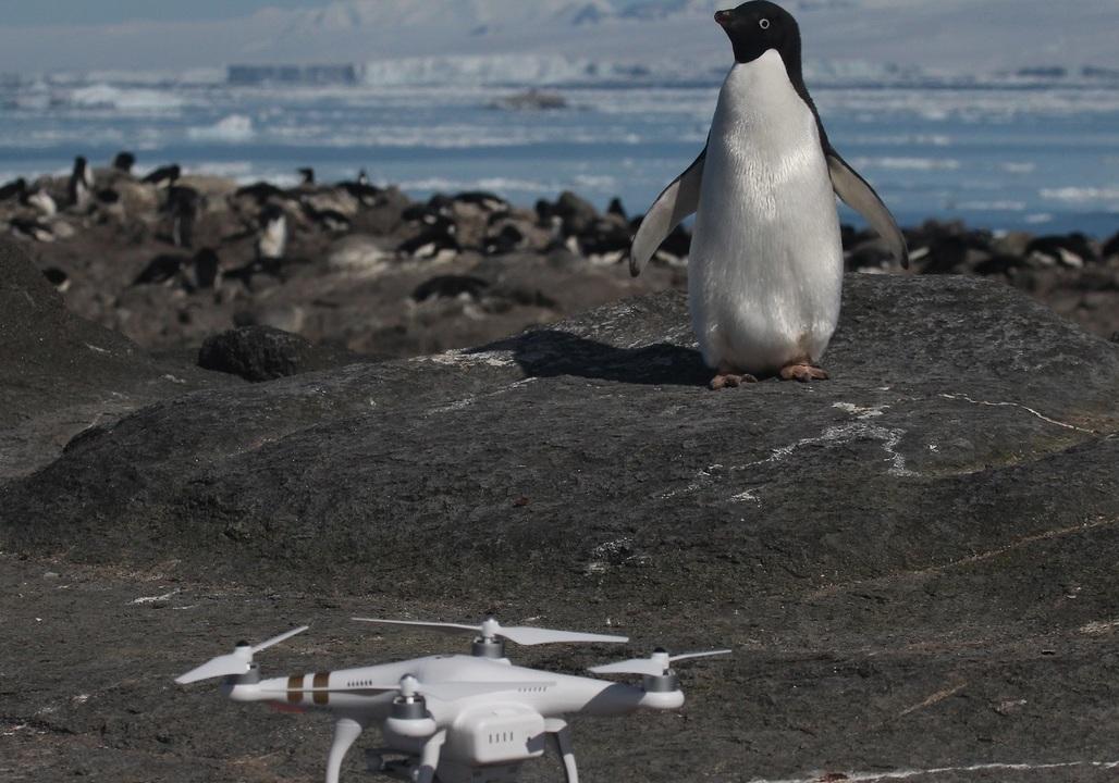 'Supercolony' of Penguins Discovered on Antarctica's Danger Islands