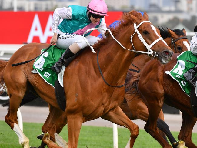 Finche is striking chestnut and loves the wide Flemington track.