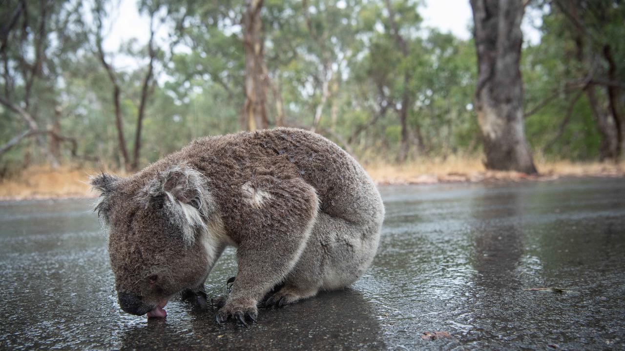 Koala Image