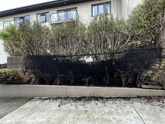 A fire damaged the thatch fence and hedge at 50 Eastern Beach Rd. Picture: Brad Fleet.