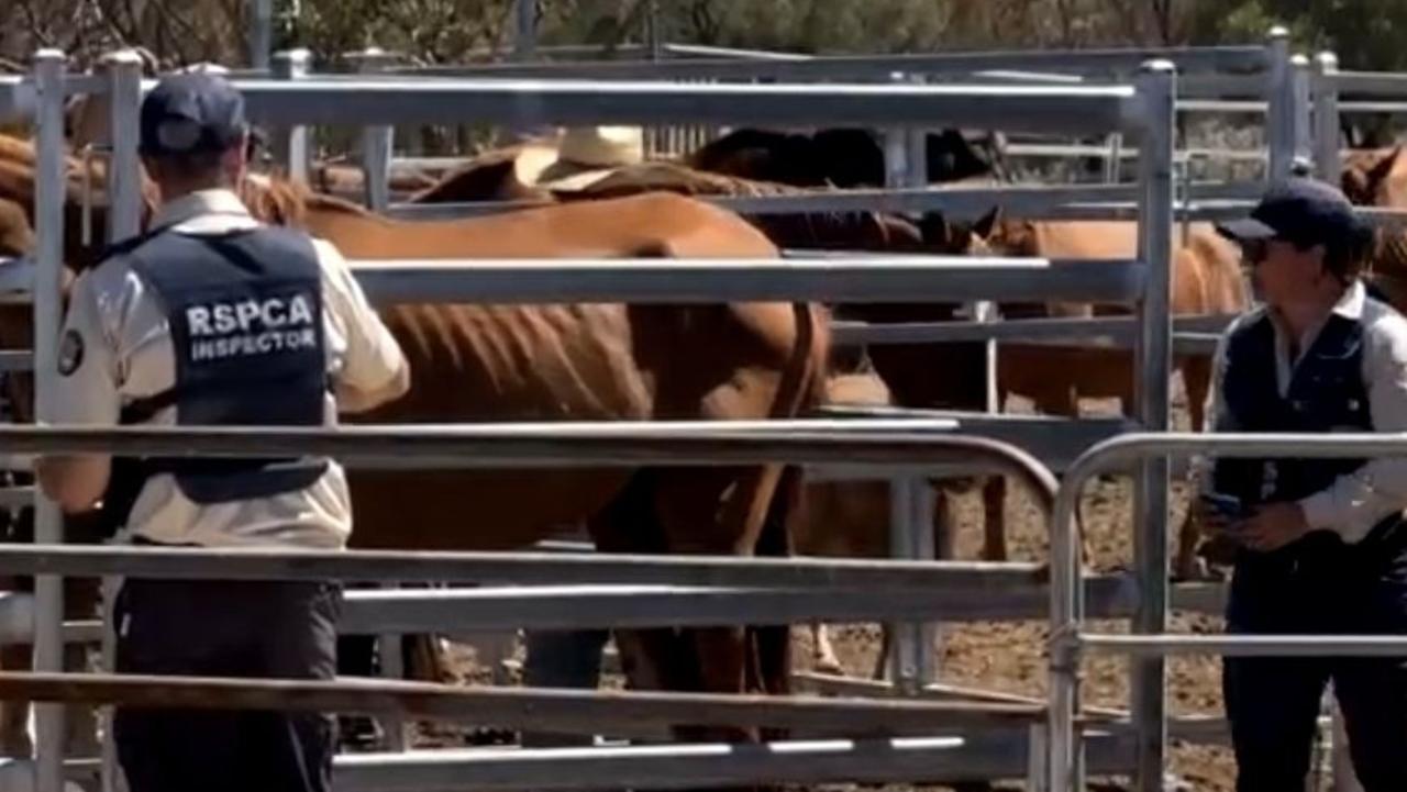 RSPCA seizing horses from the Morgan property. Picture: Supplied