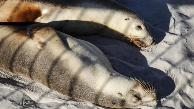 Seals basking in the sun