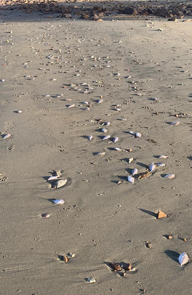 Dead fish found on Kings Beach, Bowen, on August 7, 4.45pm. Kings Beach is a popular off-leash dog beach.