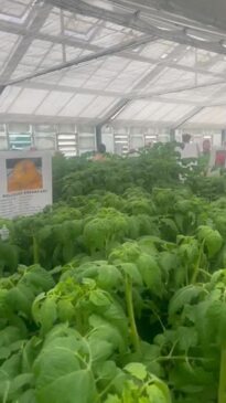 The Royal Tasmanian Botanical Garden has opened its annual Tomato Plant Sale to the public.