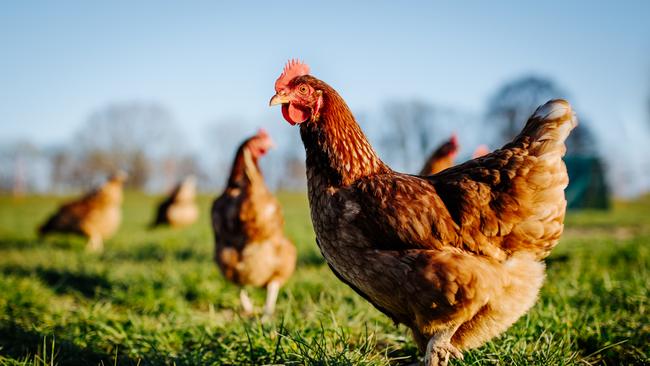 A fourth Victorian poultry farm detected the H7N3 strain of avian influenza on Wednesday night. Picture: Supplied