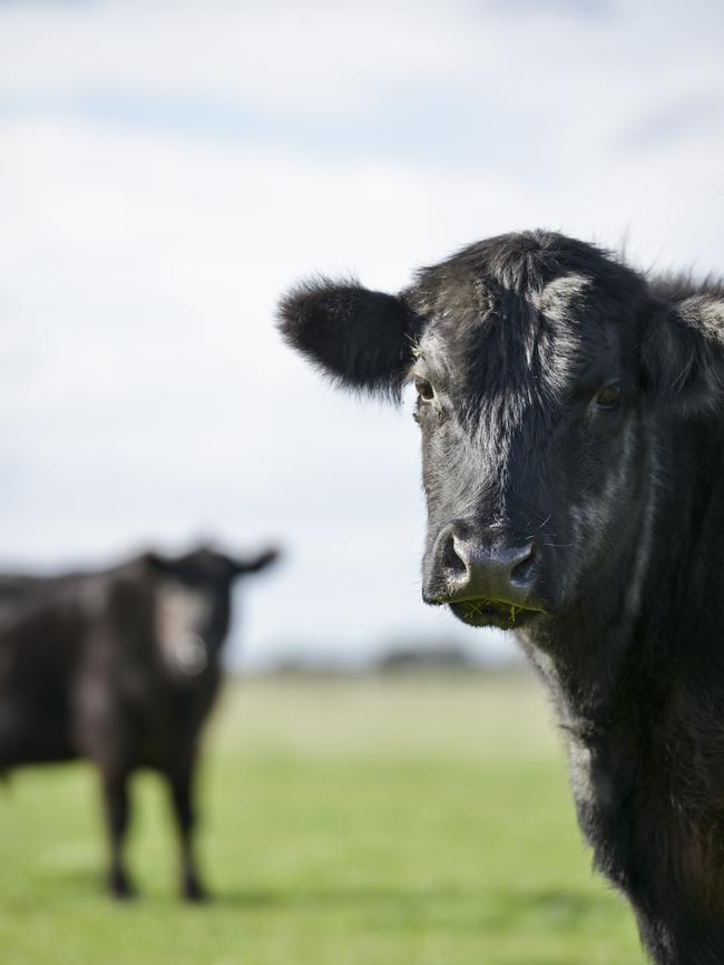 Claire runs a herd of about 130 Black Angus steers of different weights and ages, which she will put through her Square Mile Meats business. Pictured are two-year-old Angus weaners.