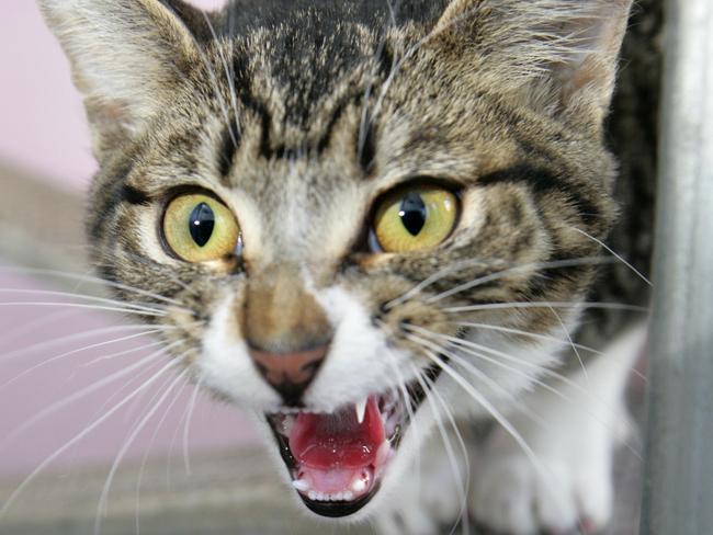 Generic shot of a cat hissing. angry / meowing