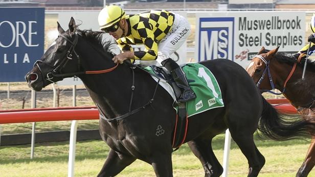 The Paul Messara-trained Florino can maintain the perfect start to his career with a win at Gosford on Thursday. Picture: Bradley Photos