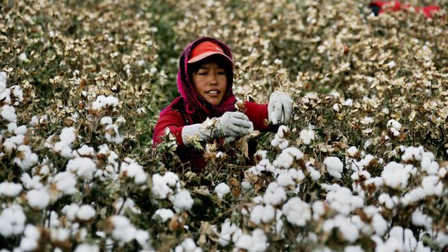 A worker picks cotton in China's Xinjiang region. There are reports forced labour is also being used. Picture: AFP.