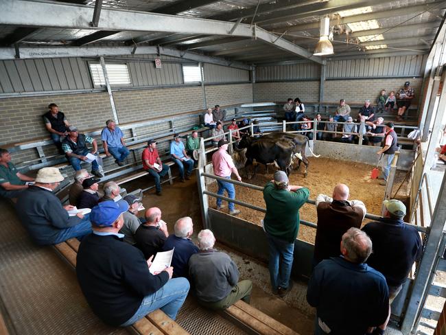 A previous herd dispersal at Warragul saleyards. The saleyards will be shut before Christmas. Picture: Andy Rogers