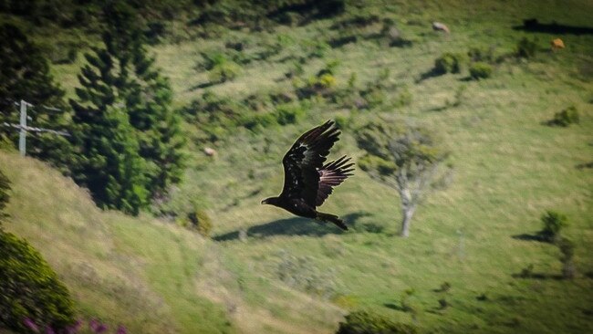 The property already has a range of wildlife visiting. Picture: supplied