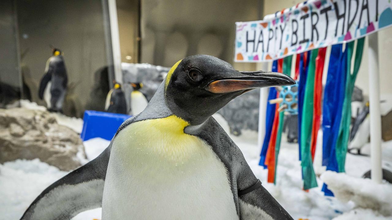 Pesto the penguin marks his first birthday with pop-up exhibit