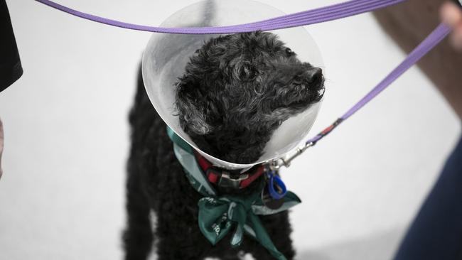 Loki, the maltese poodle, after receiving treatment for blocked anal glands. Picture: Mark Cranitch