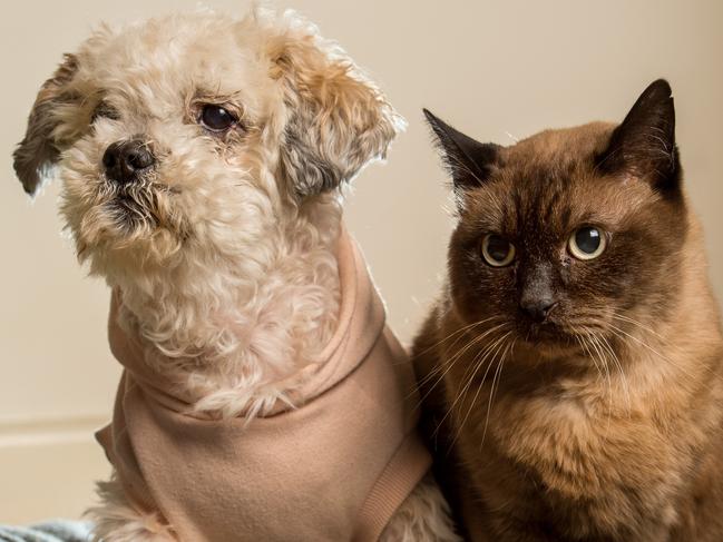 Fagin the 10 year old three legged Burmese cat and Franya, the 10 year old Maltese X, are inseparable friends.Picture: Jay Town