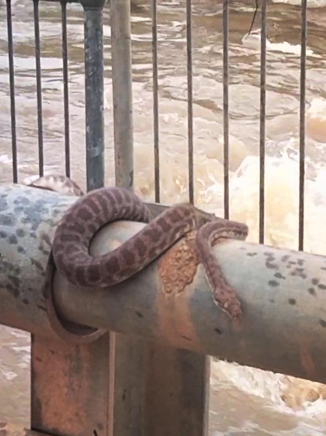 A snake avoids the flooded Fitzroy River. Picture: Andrea Myers