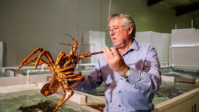 Andrew Ferguson, Managing Director Ferguson Australia Group, a large exporter of SA Rock Lobsters. Photo: The Australian/ Morgan Sette.