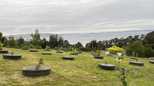 The newly-planted orchard at Peter Gilmore’s Tasmanian property. Picture: Supplied