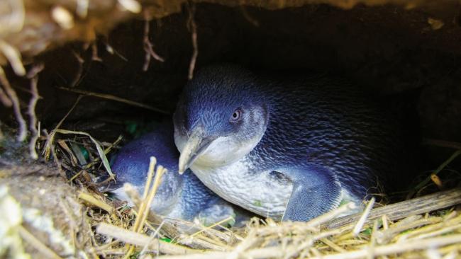 Blue penguins nest near the albatross colony. Picture: The Royal Albatross Centre