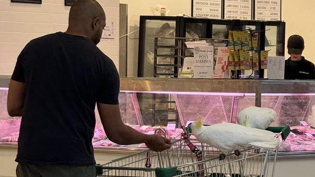 Ravi Wasan spent hours building trust with Mickey with the help of his cockatoo assistant, “Old Lady Doris”. Picture: Supplied