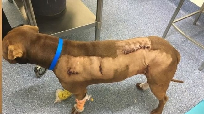 The dog was stabbed 15 times when his owner was attacked last year. Photo: 9 News