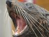 Luane Rowe and Nathan Elliff from the Willoughby Swim Club got to swim with Mav the New Zealand Fur Seal at Taronga Zoo.