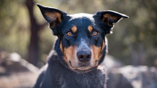 Look at those eyes: this dog was rescued by the RSPCA. Picture: Shy Wolf Photography