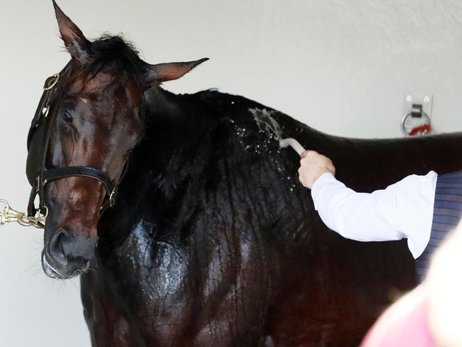 Cool running: Winx gets a well-deserved wash after her incredible win. Picture: Alex Coppel