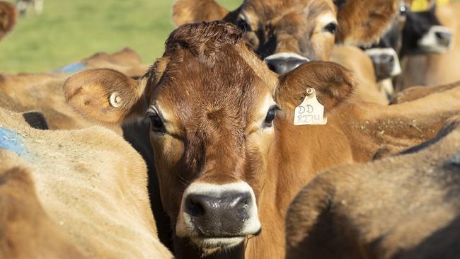 A new Climate Change Authority report says shifting from red meat to other protein sources could help reduce emissions. Picture: Zoe Phillips